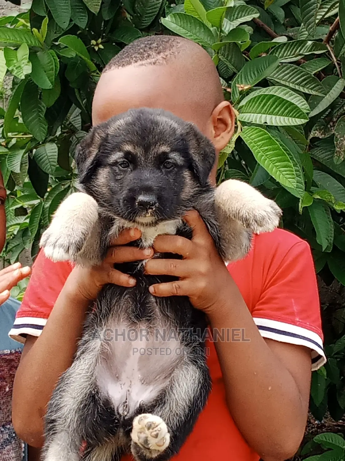 1-3 months Female Purebred German Shepherd
