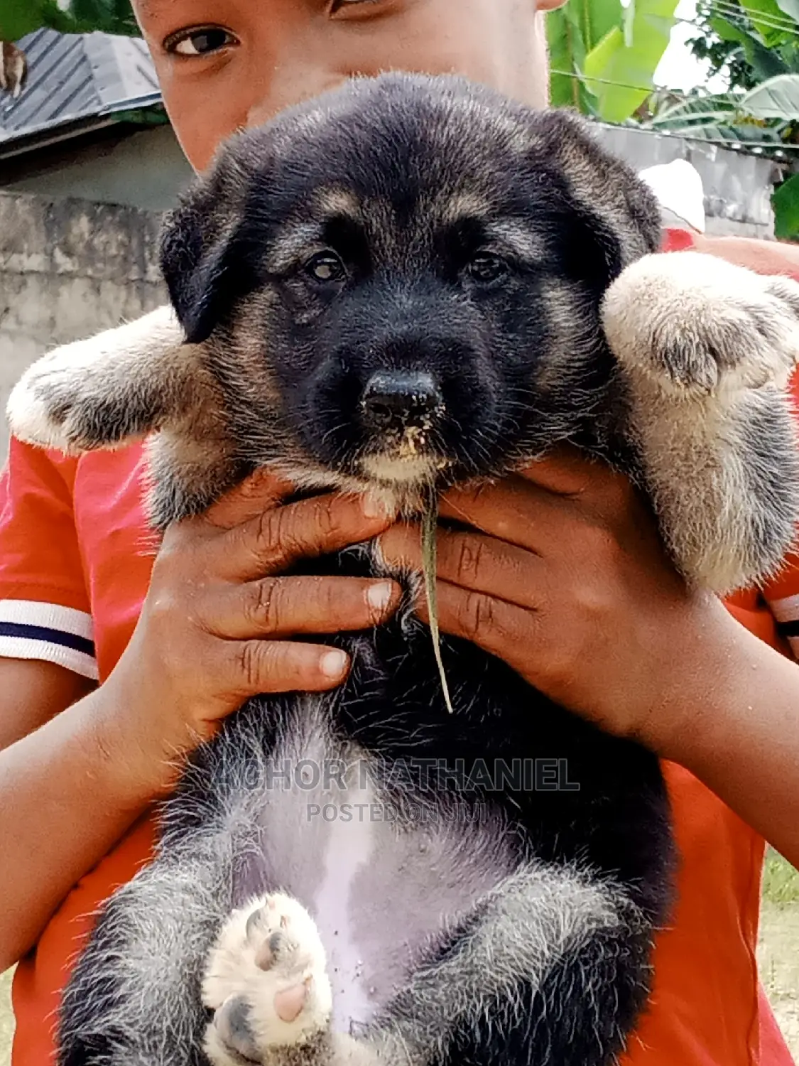 1-3 months Female Purebred German Shepherd