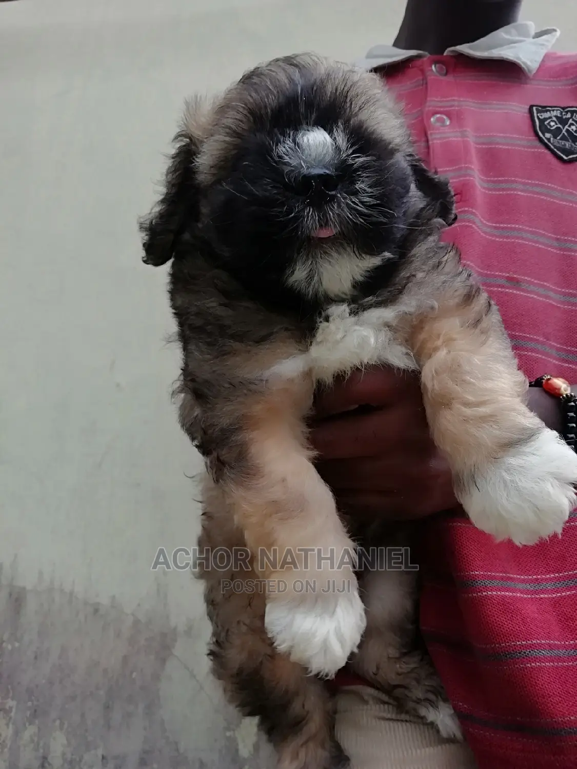 1-3 months Male Purebred Lhasa Apso
