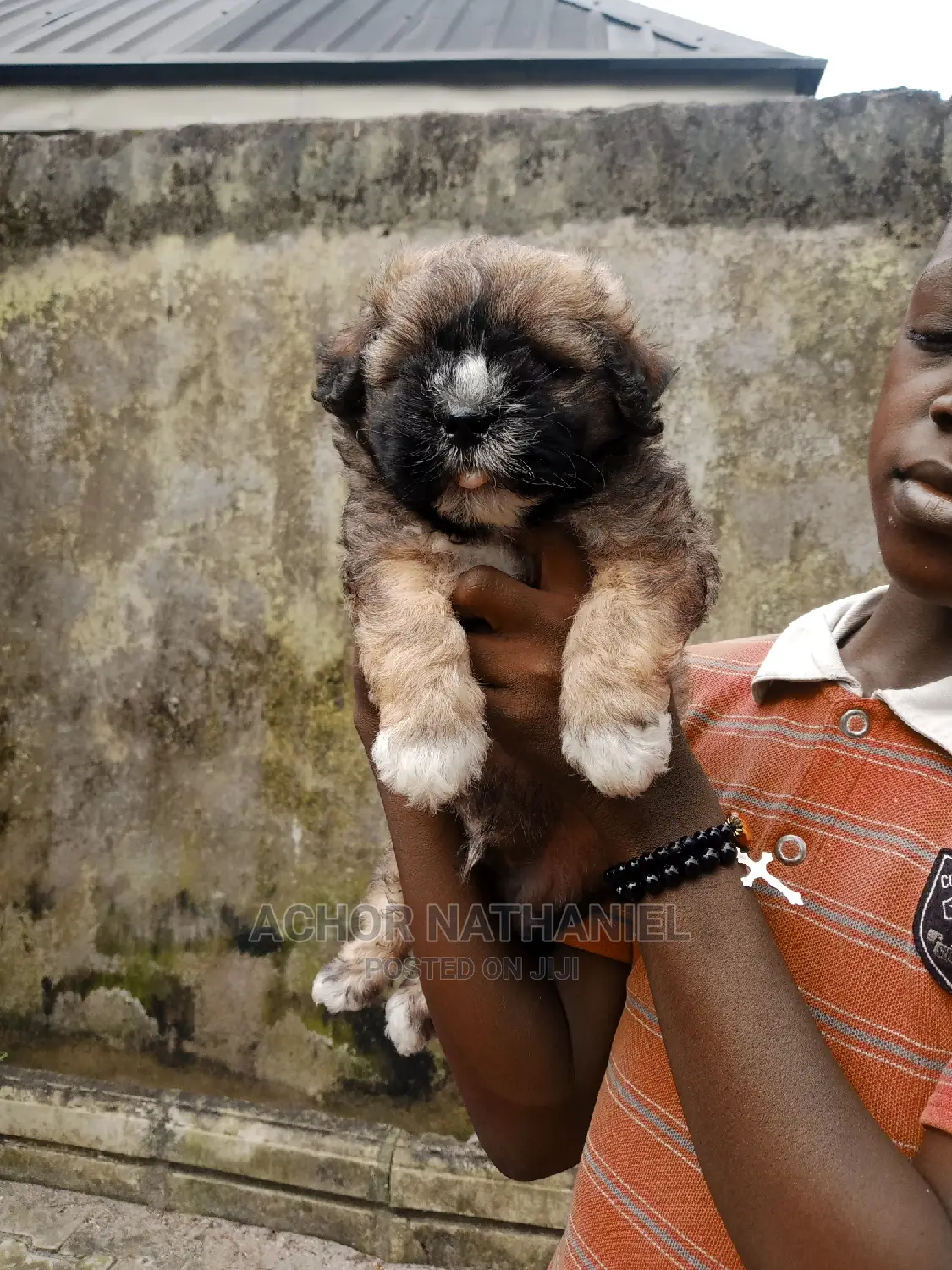 1-3 months Male Purebred Lhasa Apso