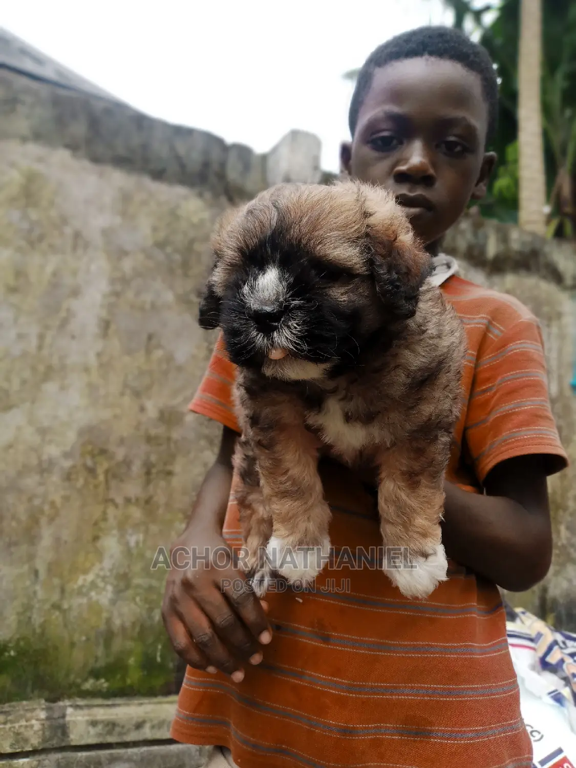 1-3 months Male Purebred Lhasa Apso