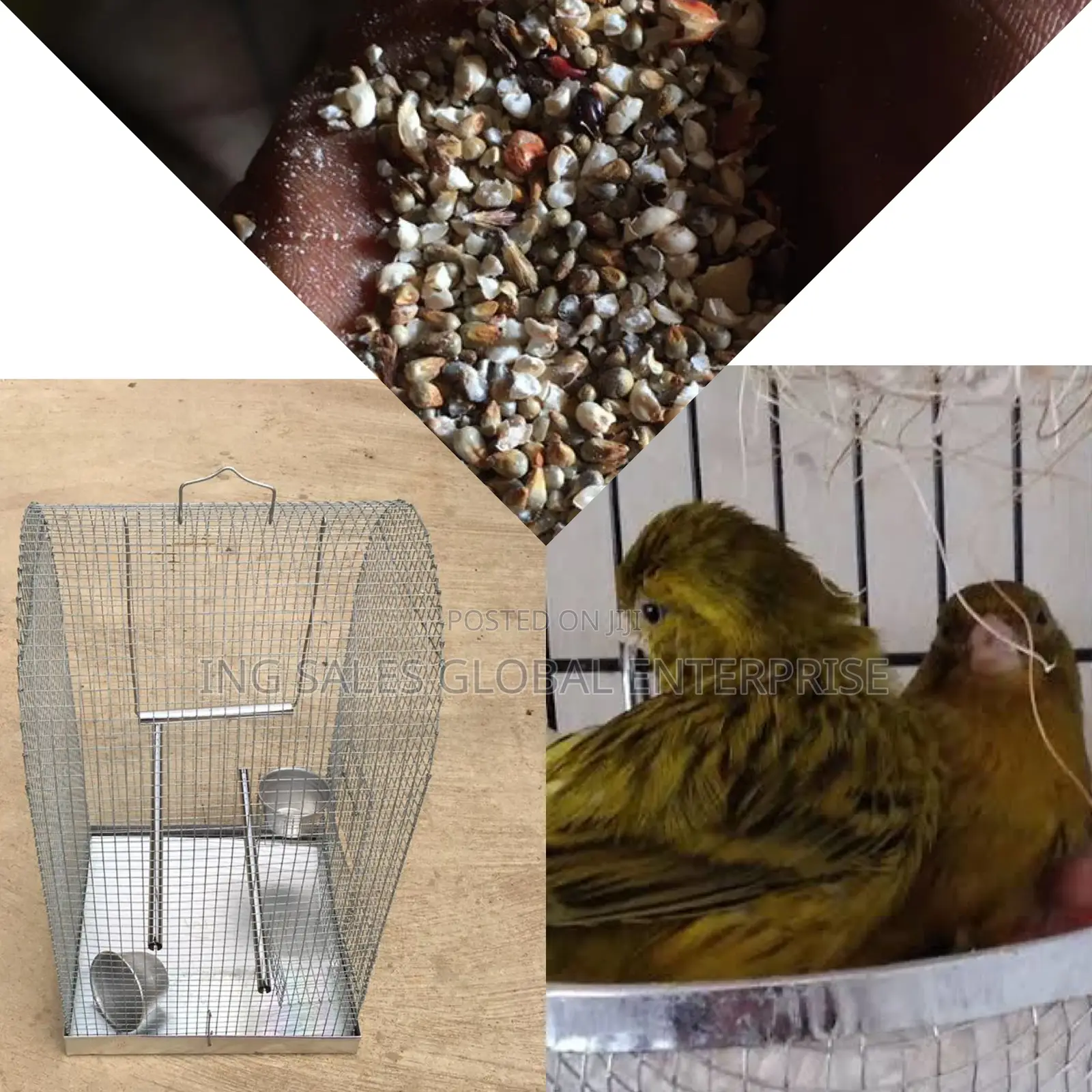 Pair of Male/Female Yellow/Black Mix Canery Bird,Cage + Feed