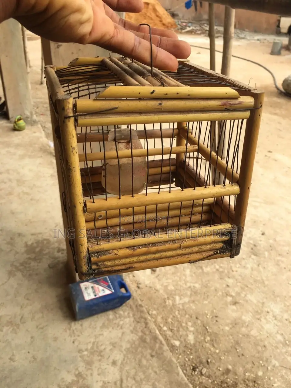 One Yellow/Black Canery Bird With Small Wooden Cage + Feed