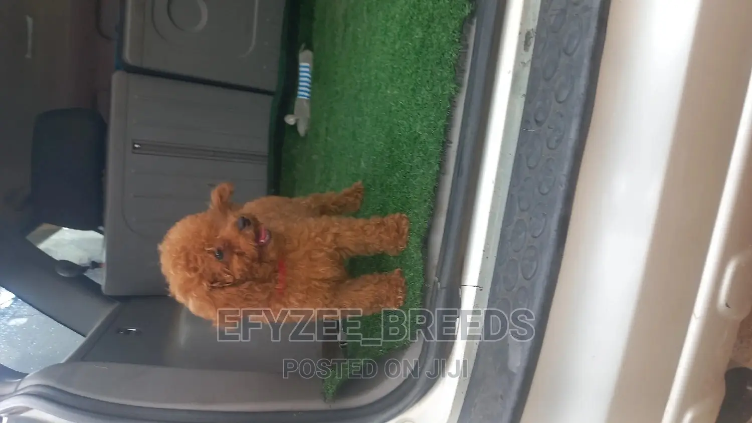 1-3 months Female Purebred Poodle