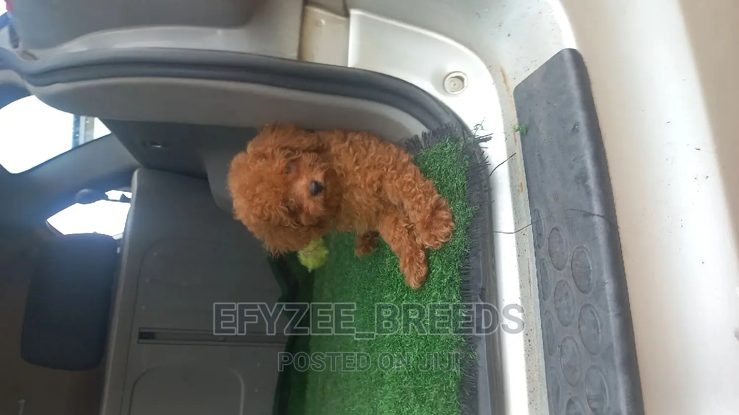 1-3 months Female Purebred Poodle