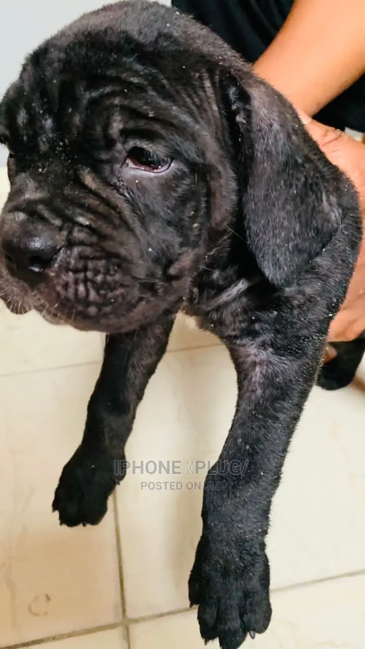 1-3 months Female Purebred Cane Corso