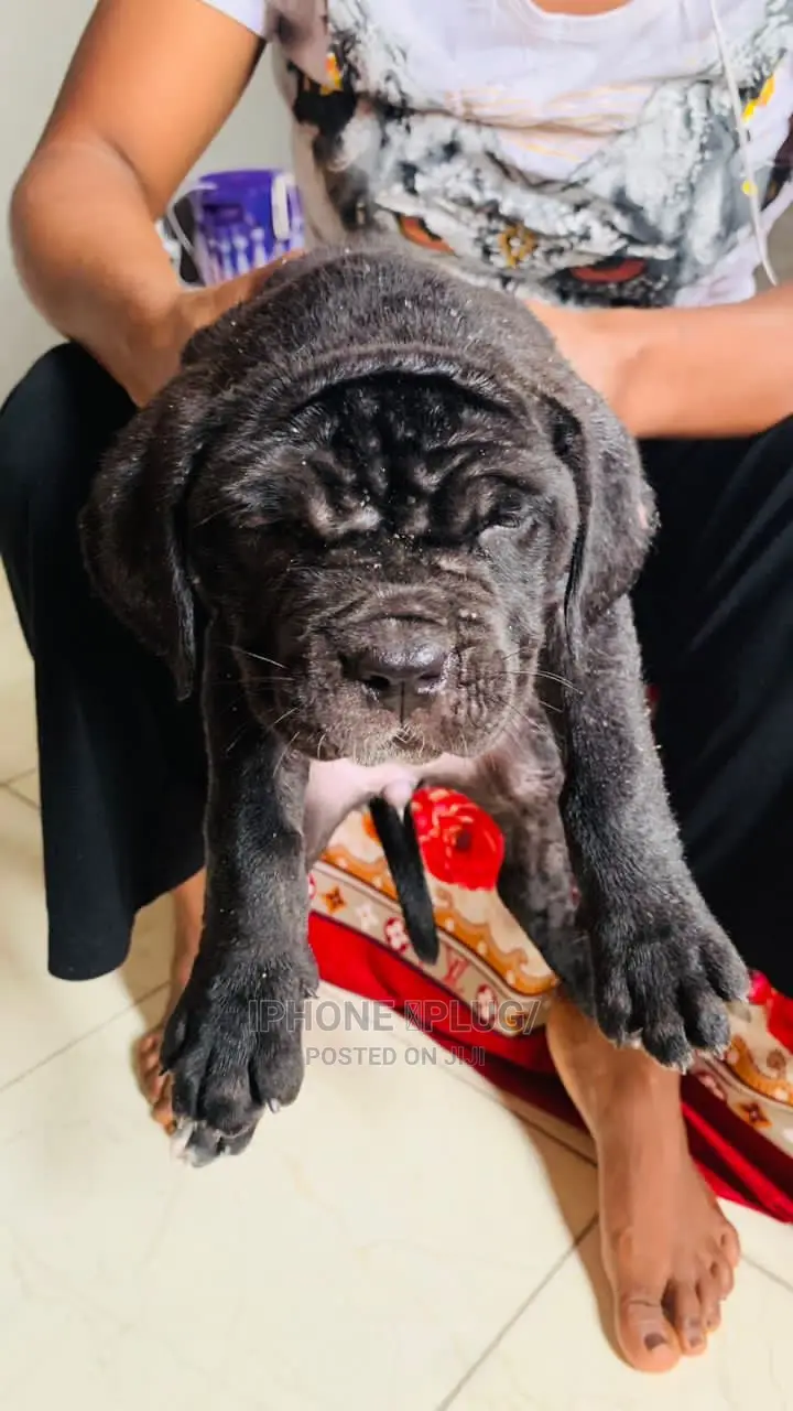 1-3 months Female Purebred Cane Corso