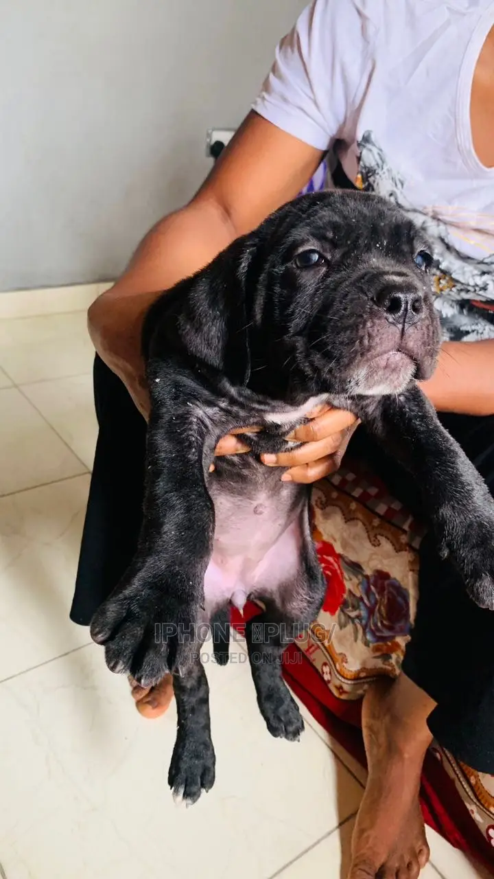 1-3 months Male Purebred Cane Corso