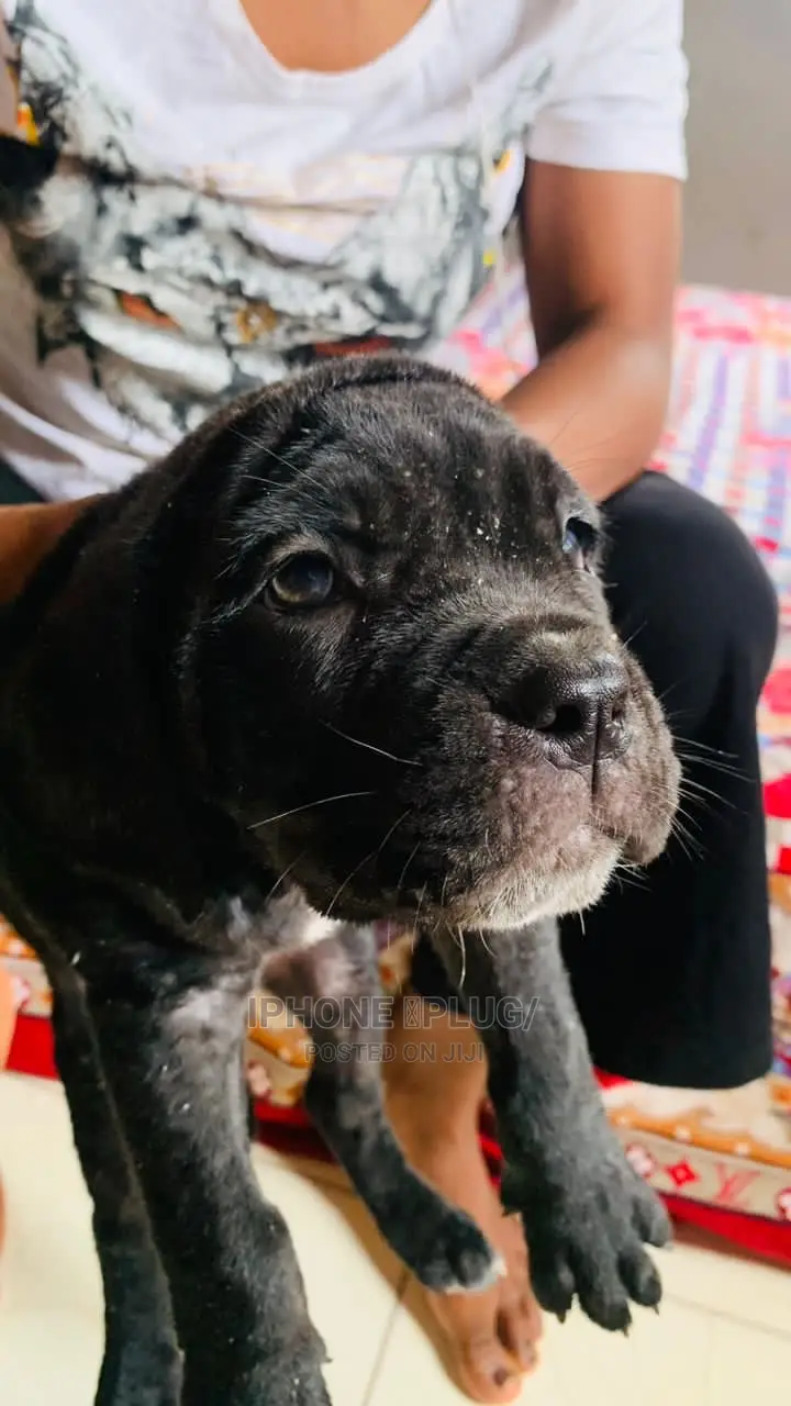 1-3 months Male Purebred Cane Corso