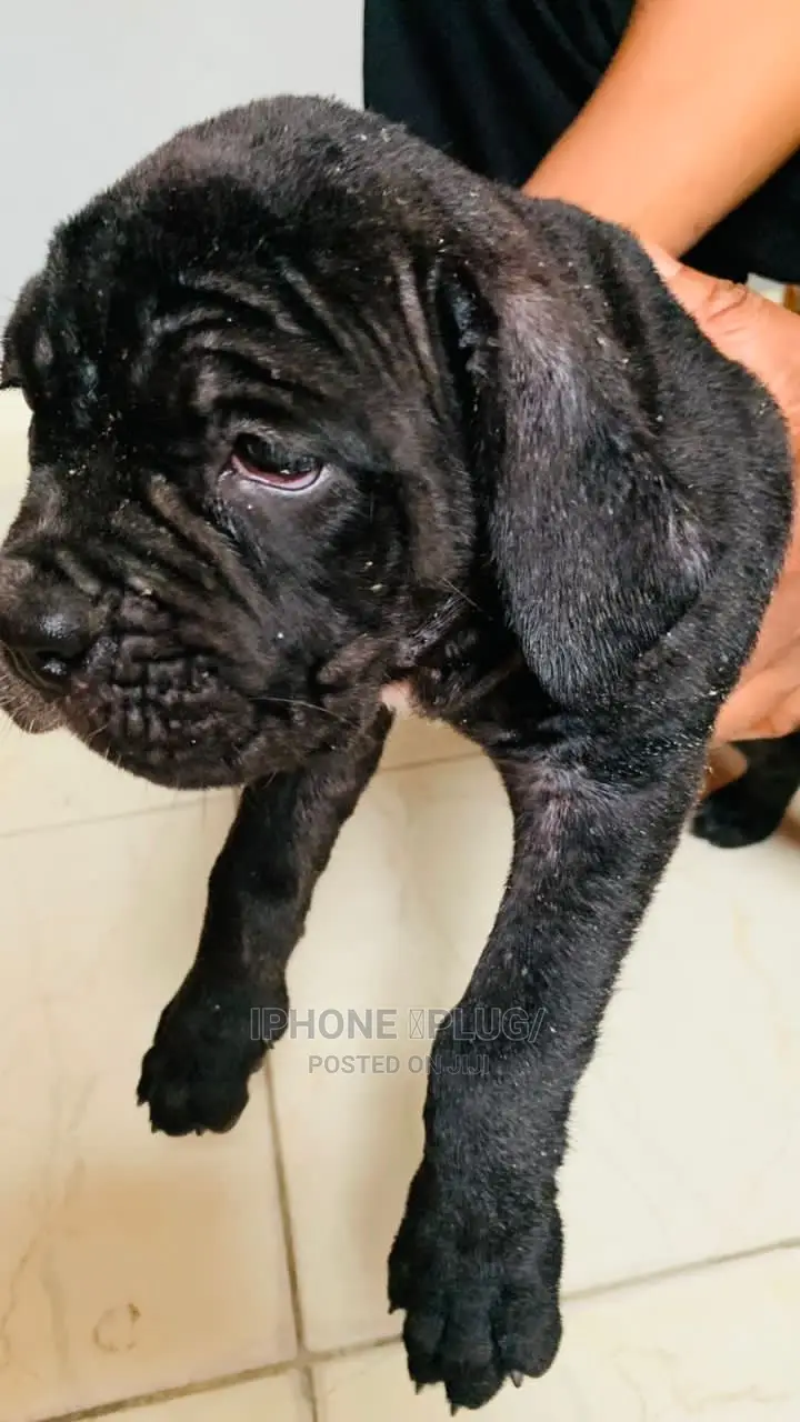 1-3 months Male Purebred Cane Corso