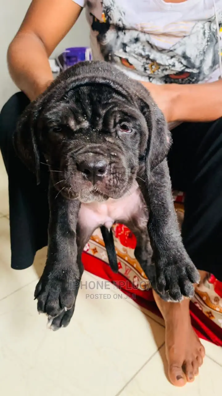 1-3 months Male Purebred Cane Corso