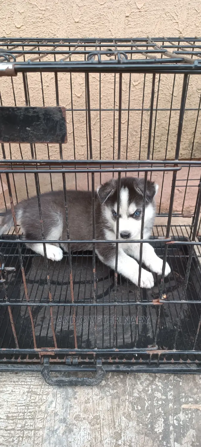 1-3 months Male Purebred Siberian Husky