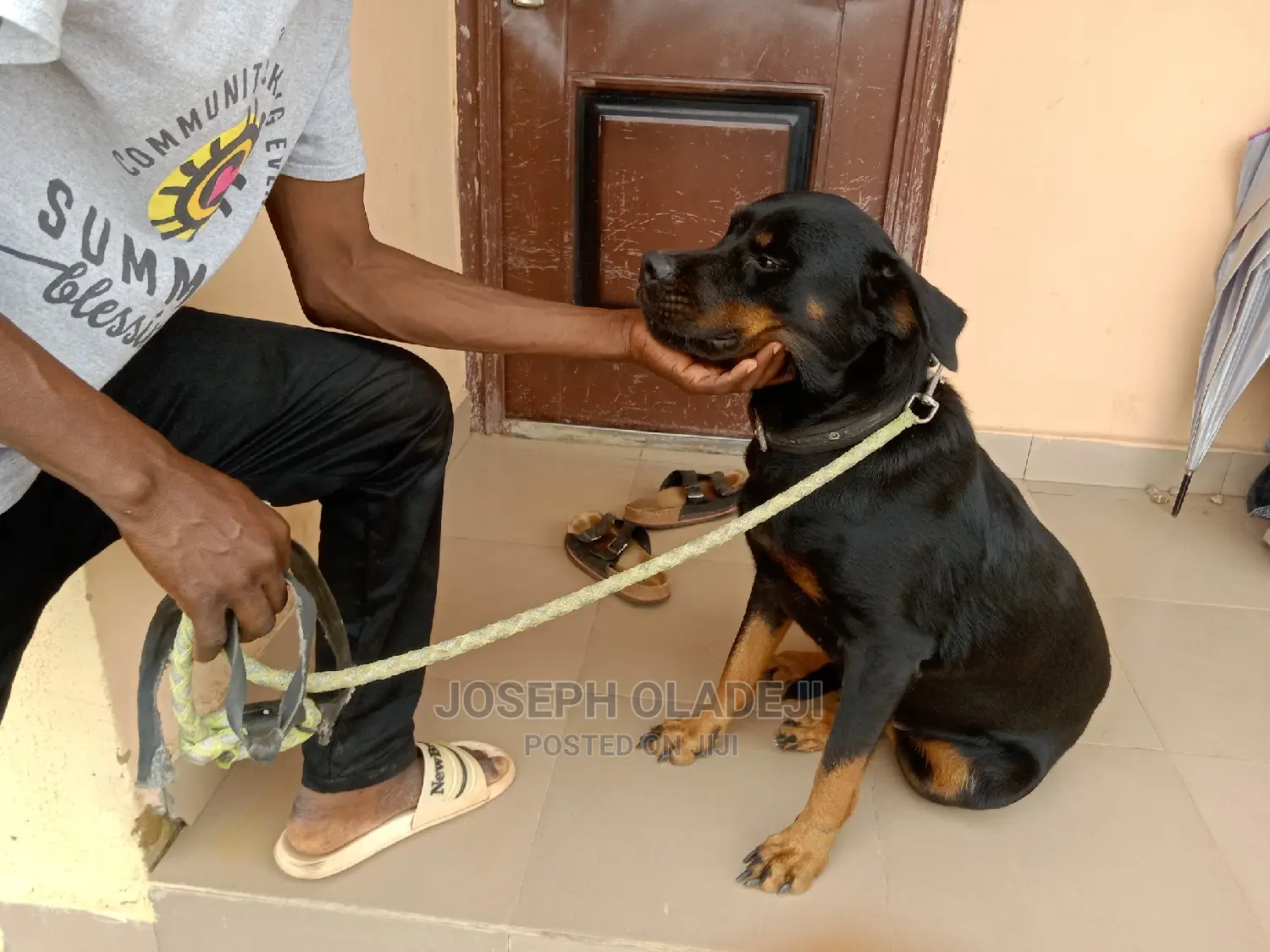 1+ year Female Purebred Rottweiler
