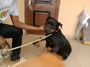 1+ year Female Purebred Rottweiler