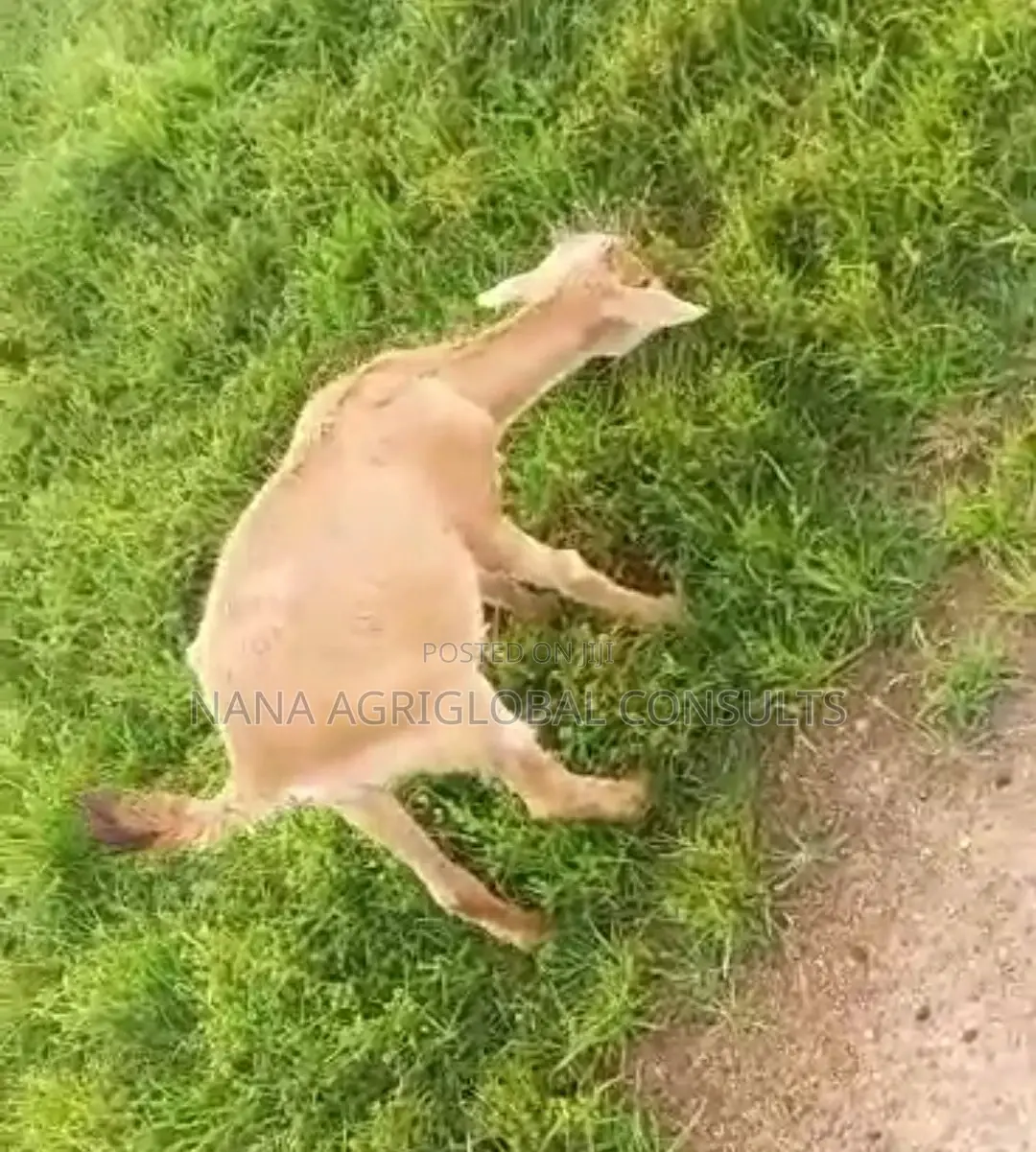 Sokoto Red Goat