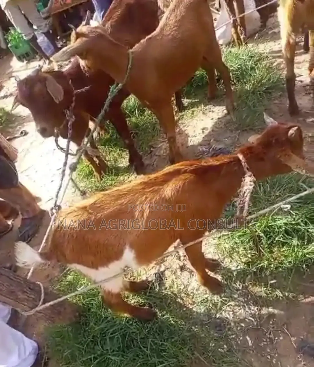 Sokoto Red Goat