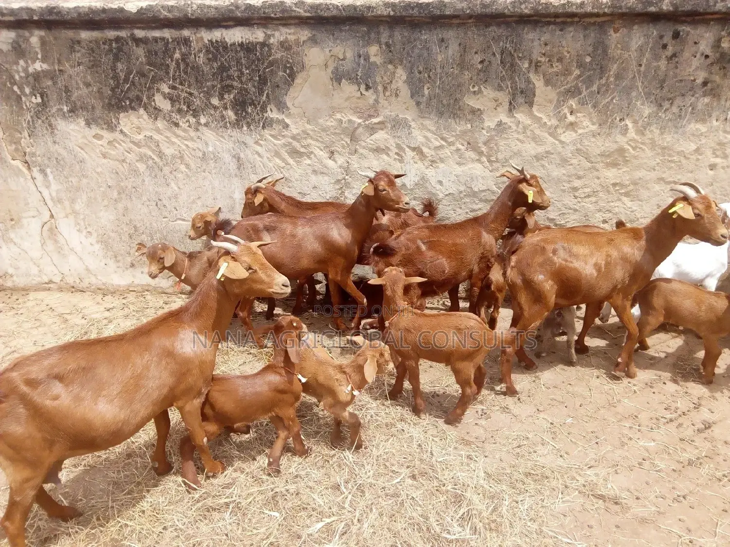 Sokoto Red Goat