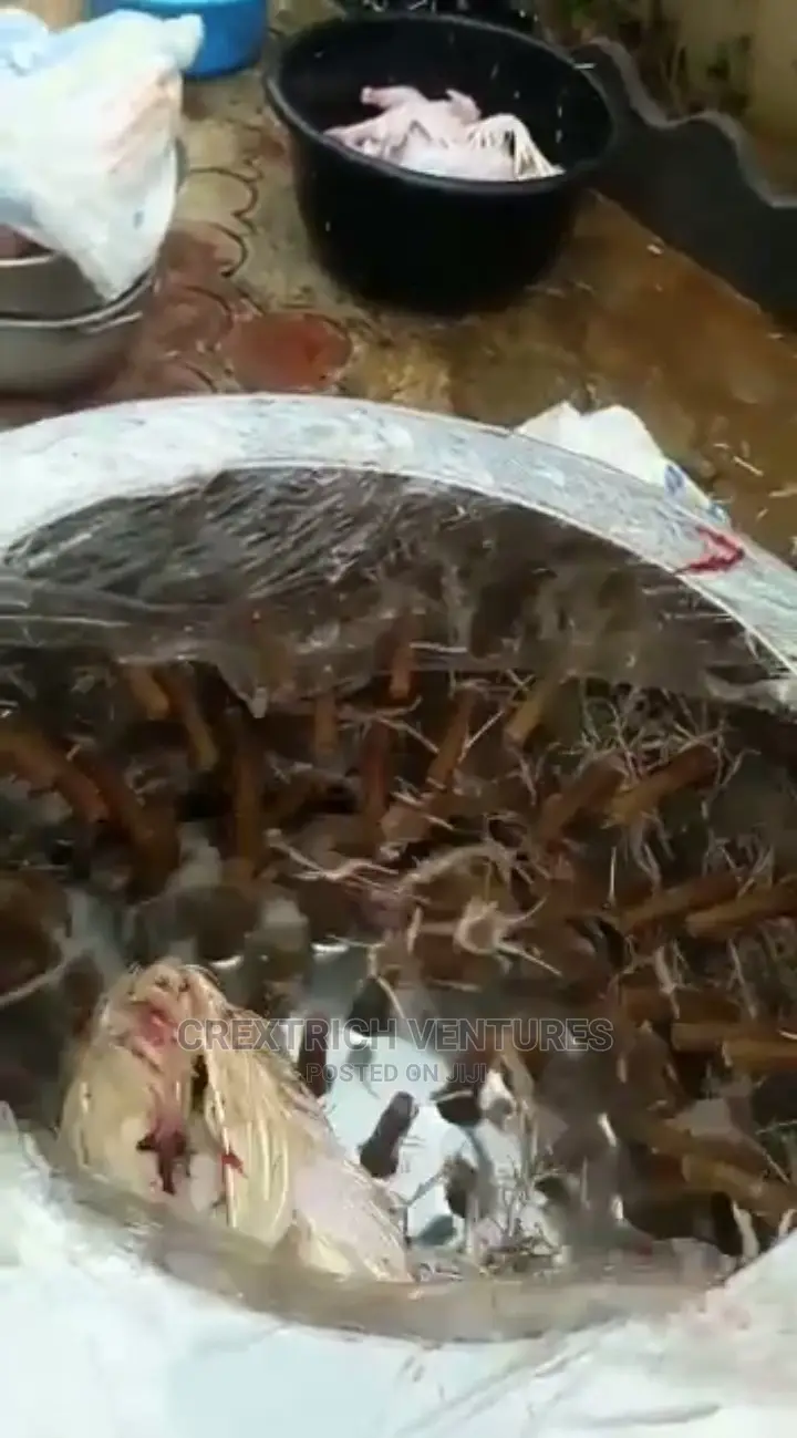 Chicken De-Feathering Machine