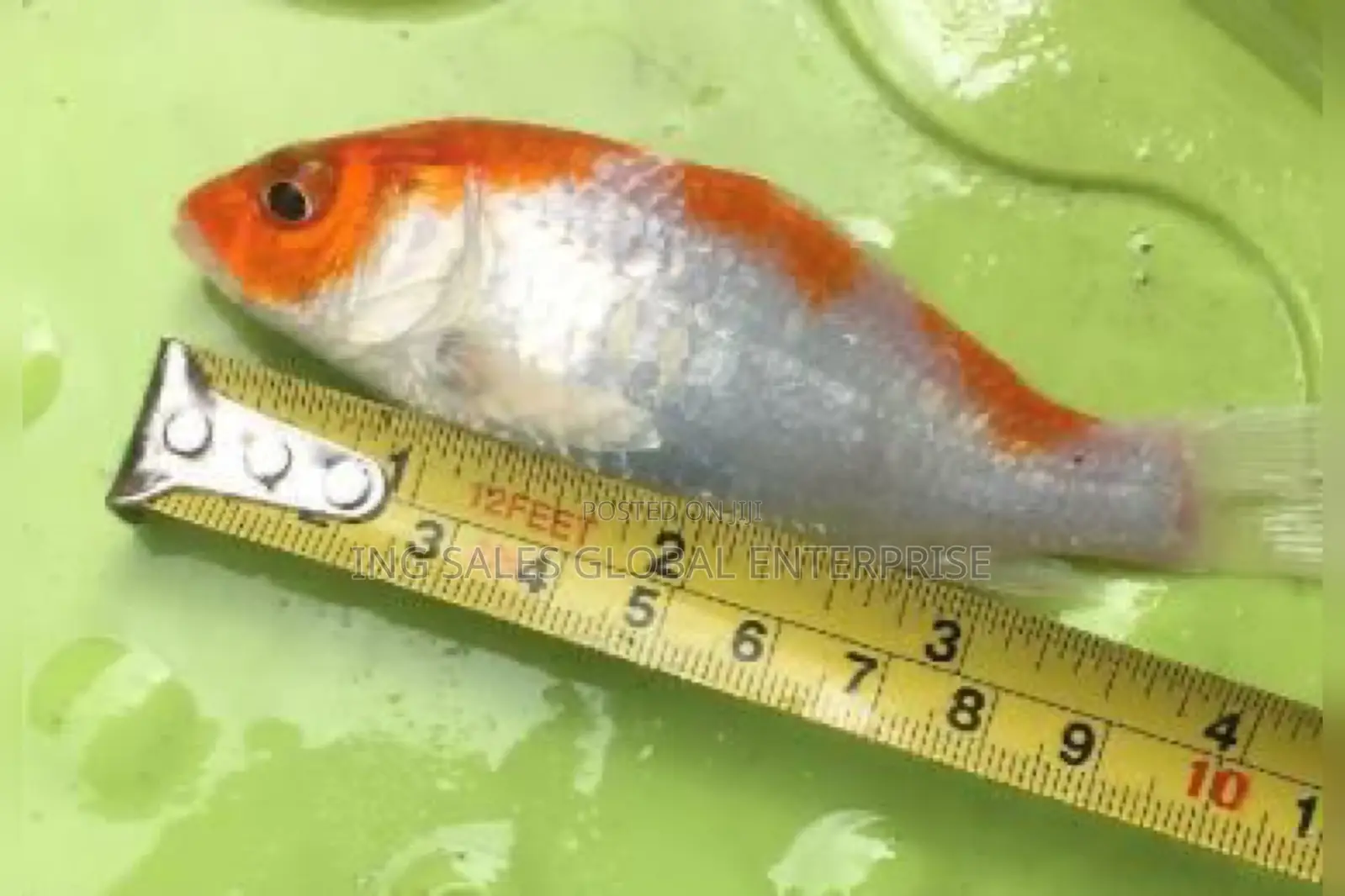 Orange and White Mix Japanese Koi Fish for Aquariums