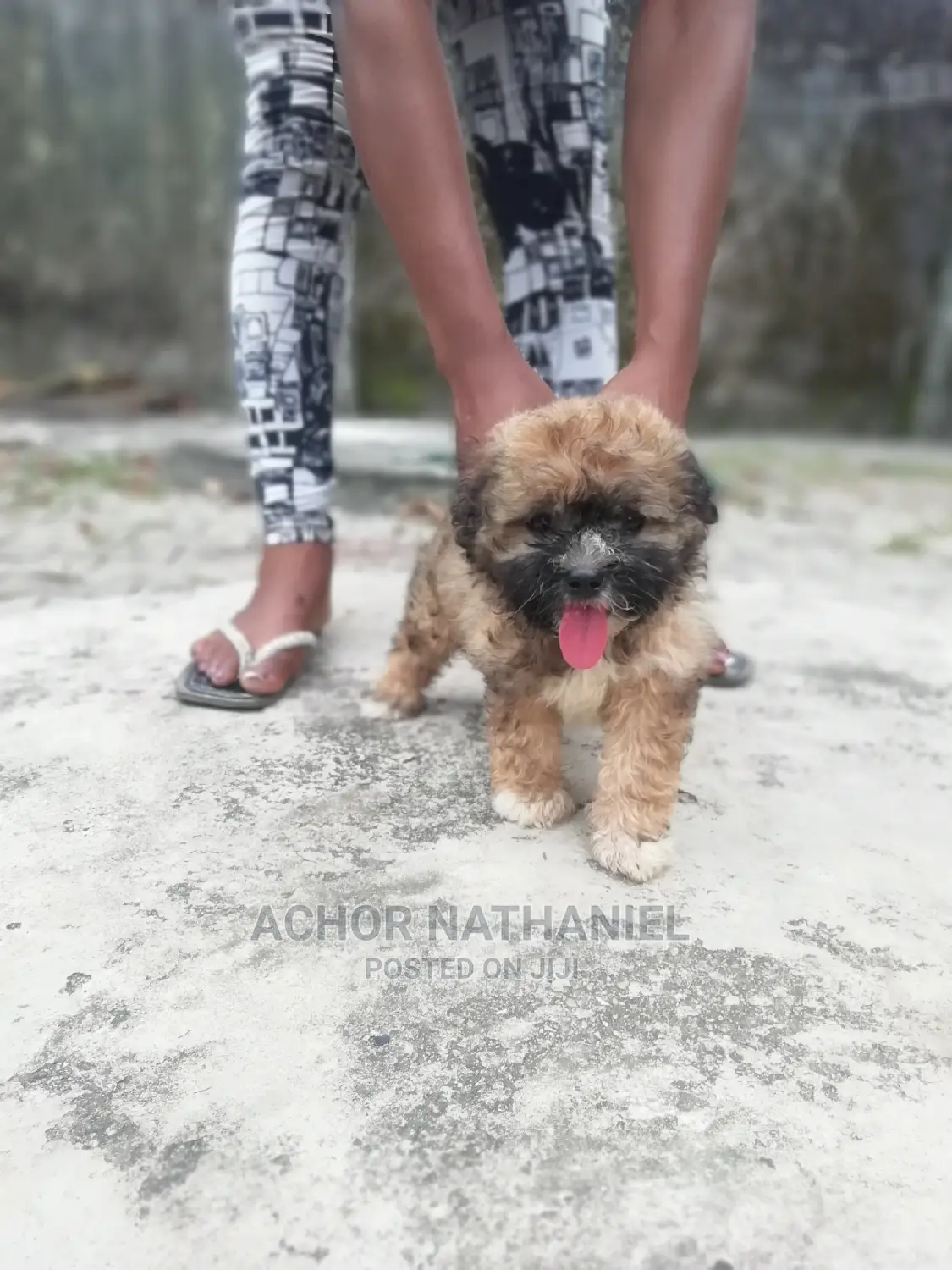 1-3 months Male Purebred Lhasa Apso