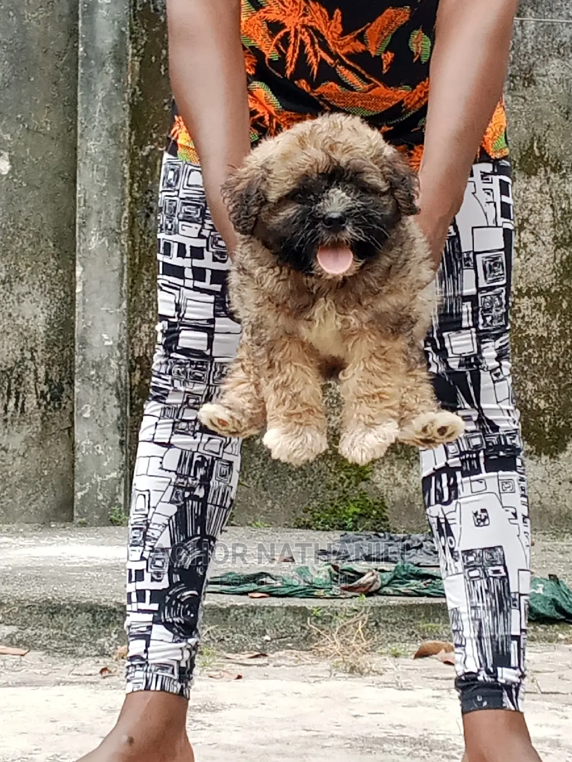 1-3 months Male Purebred Lhasa Apso