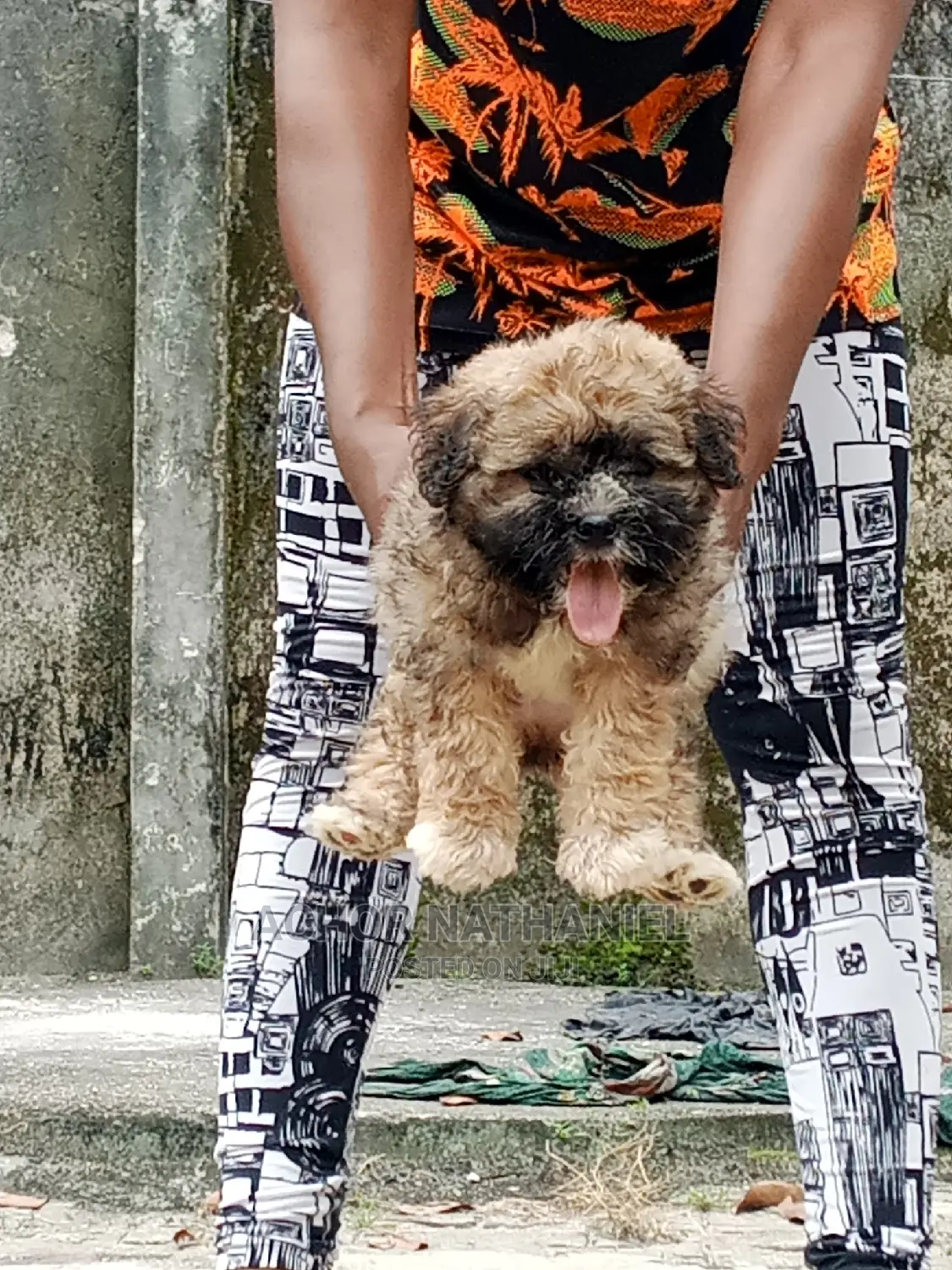 1-3 months Male Purebred Lhasa Apso