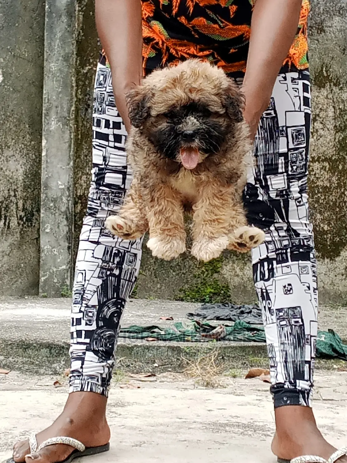 1-3 months Male Purebred Lhasa Apso