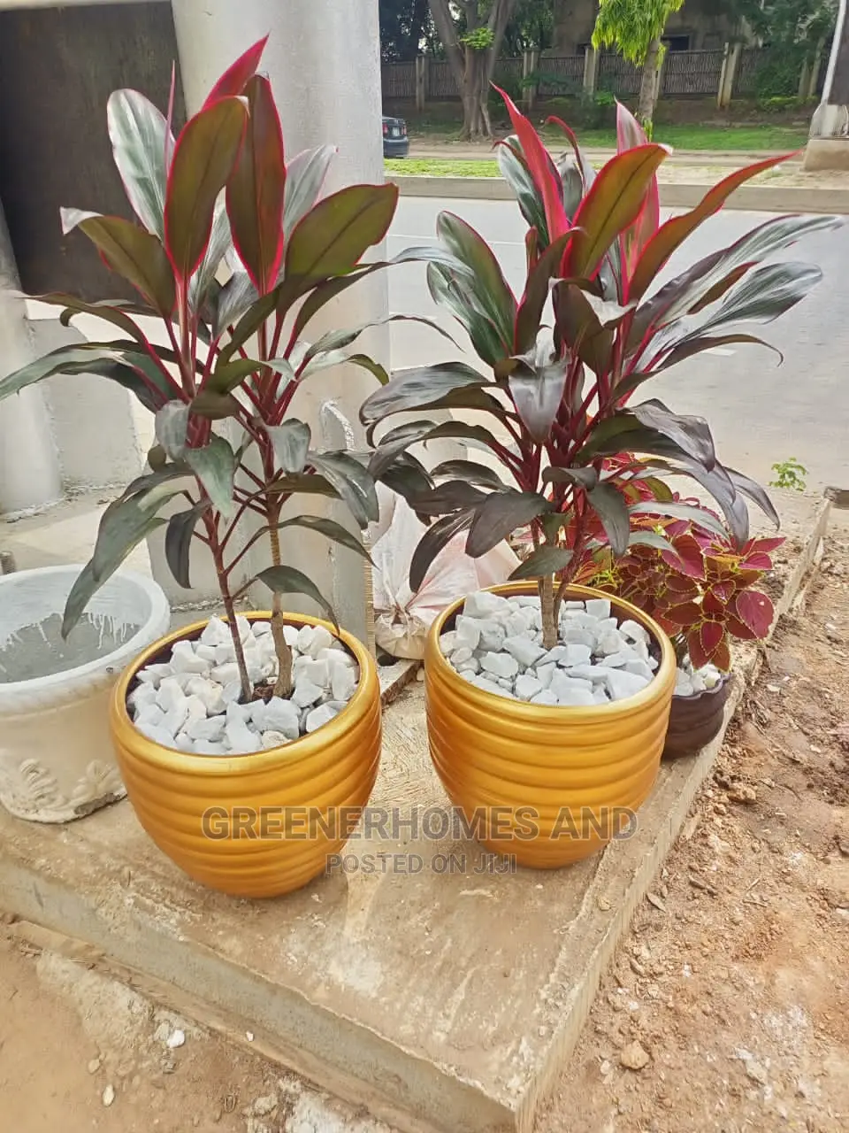 Potted Plants
