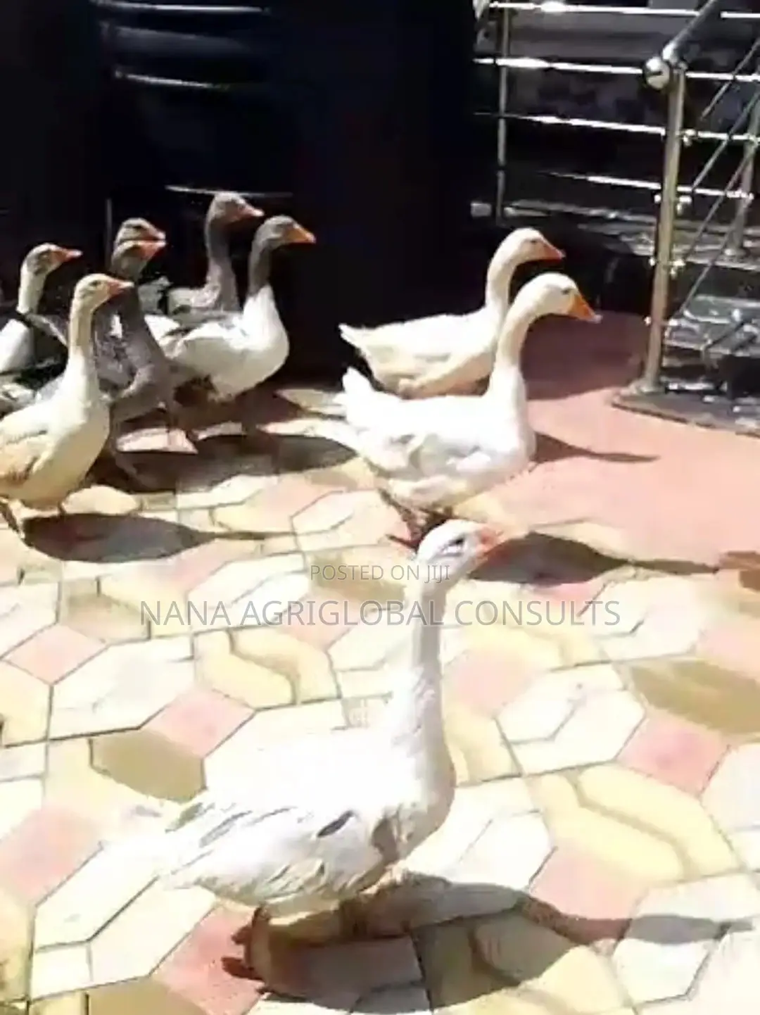 Normal and Chinese Geese (Foreign)