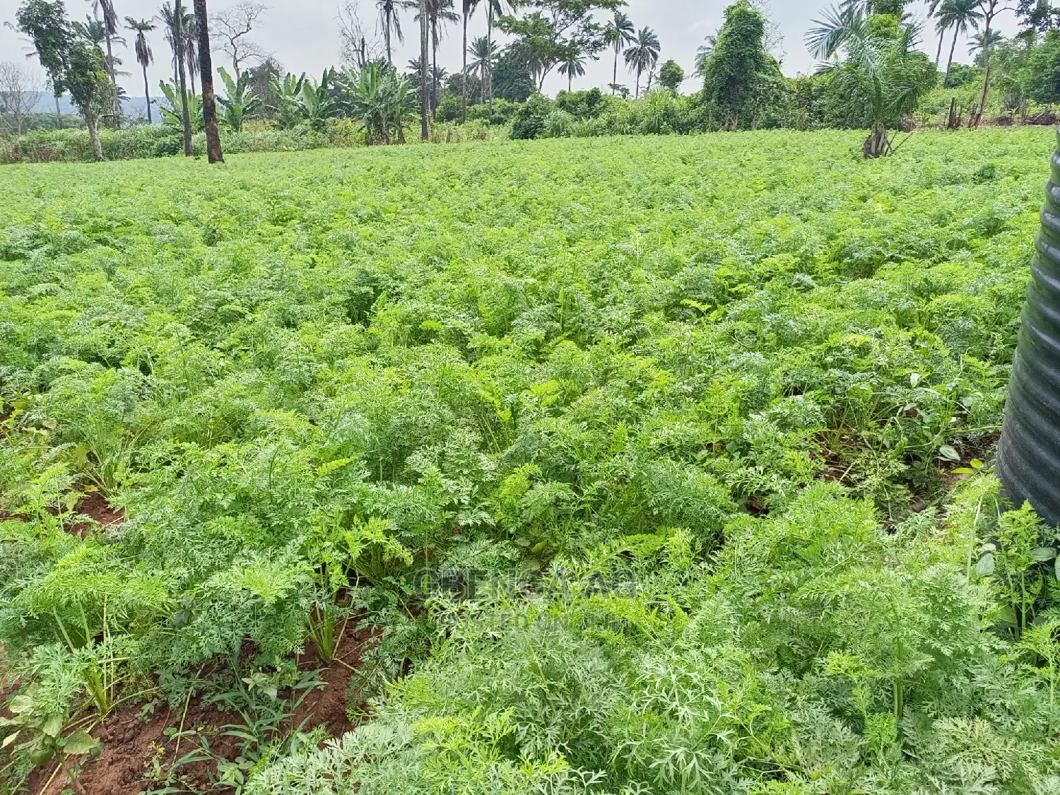 Acres of Land for Sale