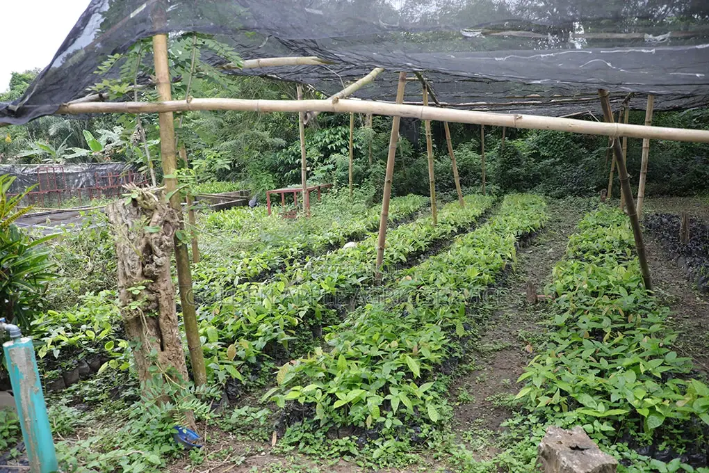 Cocoa Seedlings (Crin Hybrid Tc Series) Fruits in 18 Months