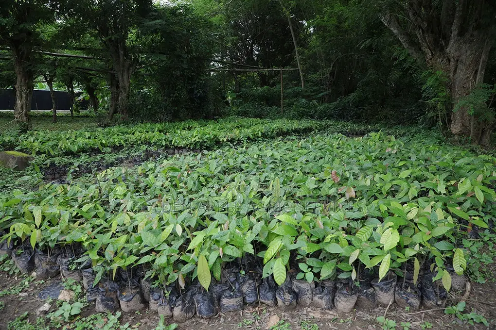 Cocoa Seedlings (Crin Hybrid Tc Series) Fruits in 18 Months