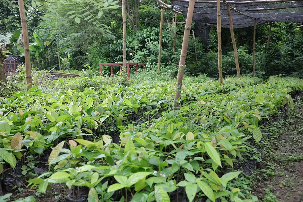 Cocoa Seedlings (Crin Hybrid Tc Series) Fruits in 18 Months