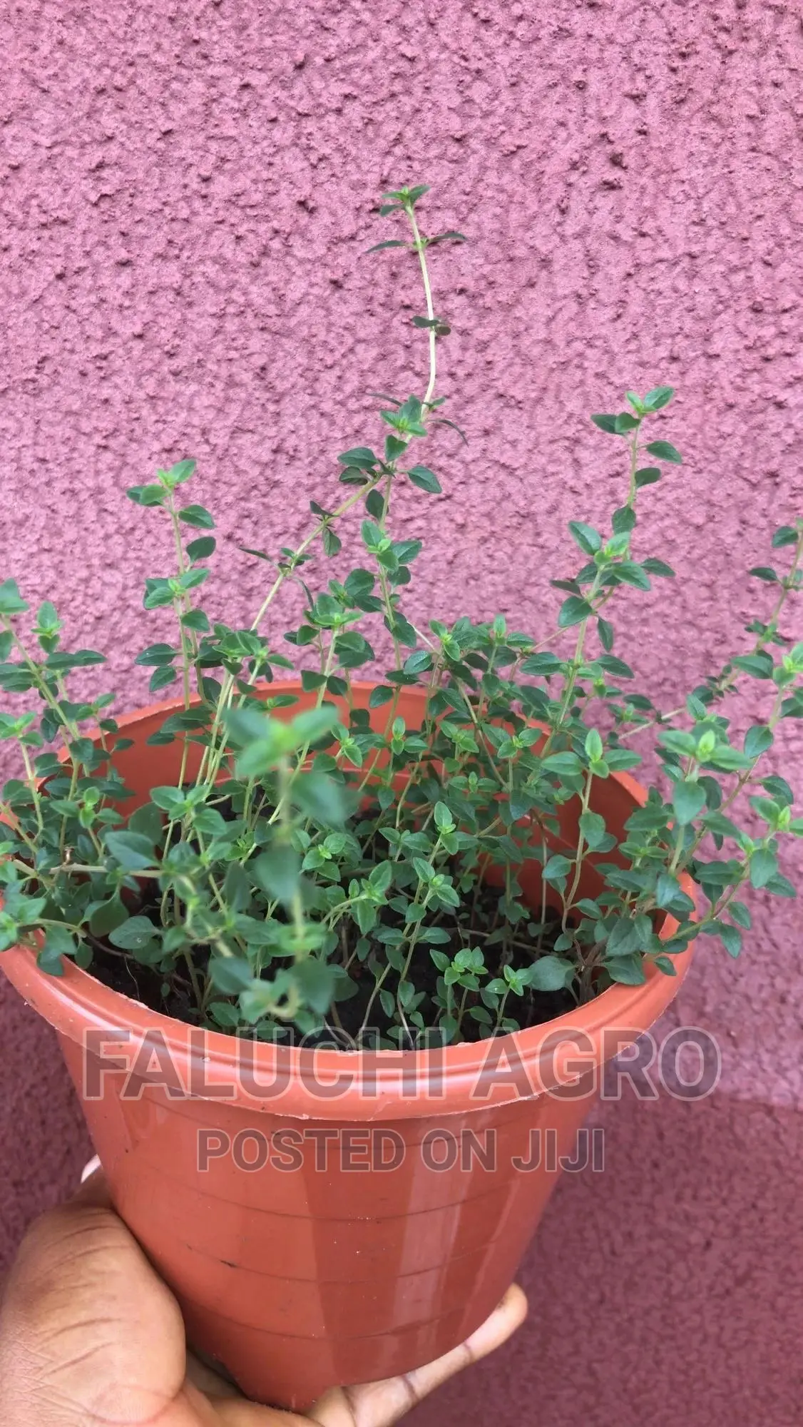 Thyme Seedlings (Organic)