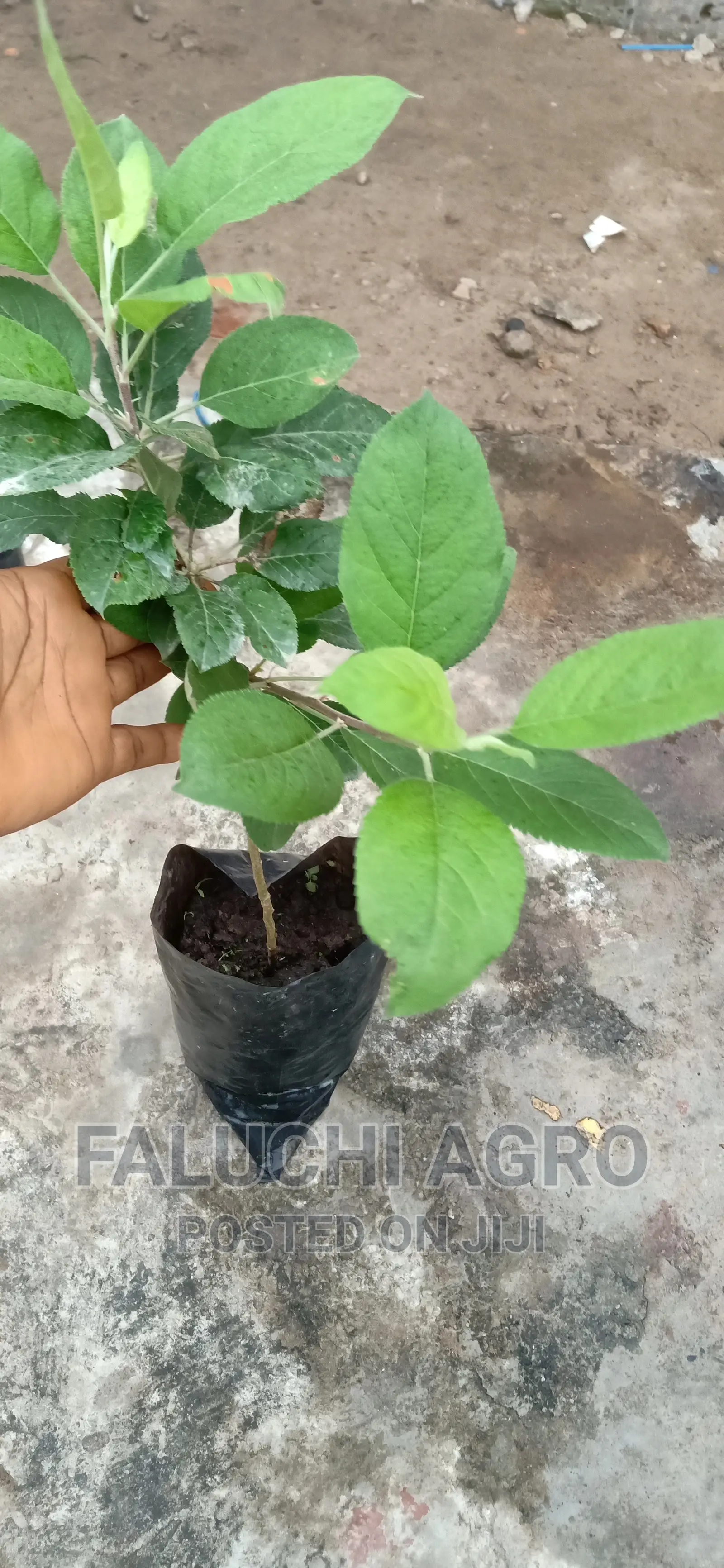 Grafted English Apple ( Red and Green )