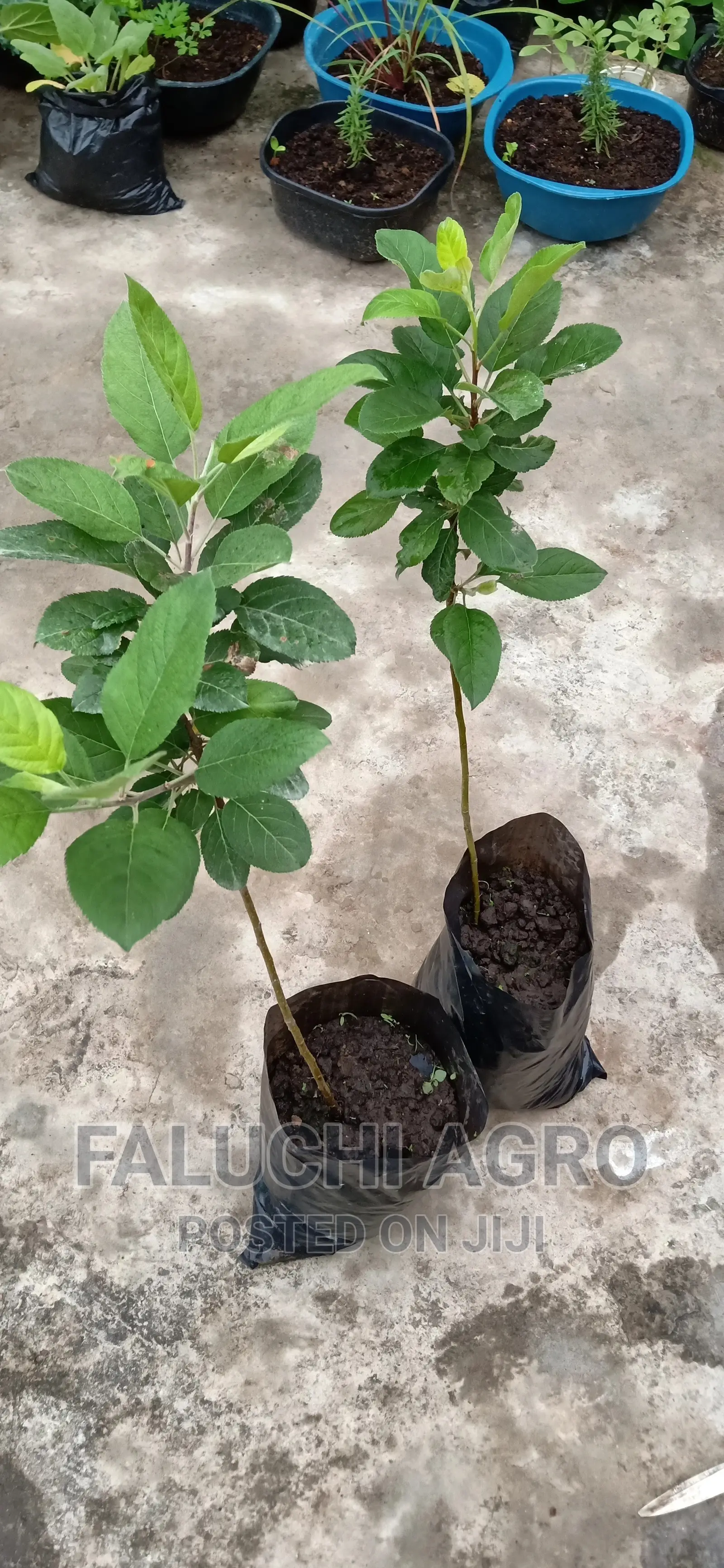 Grafted English Apple ( Red and Green )