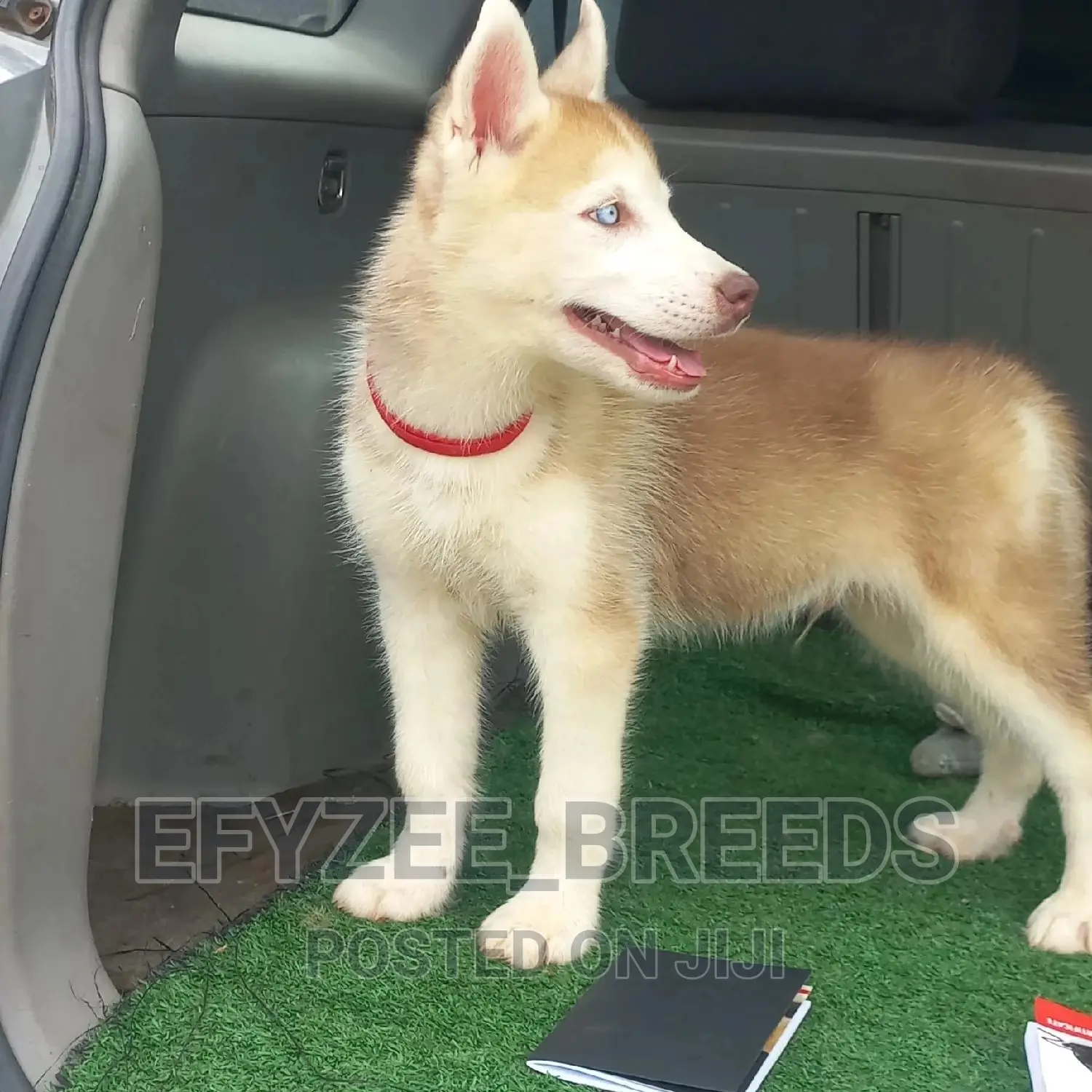 1-3 months Female Purebred Siberian Husky