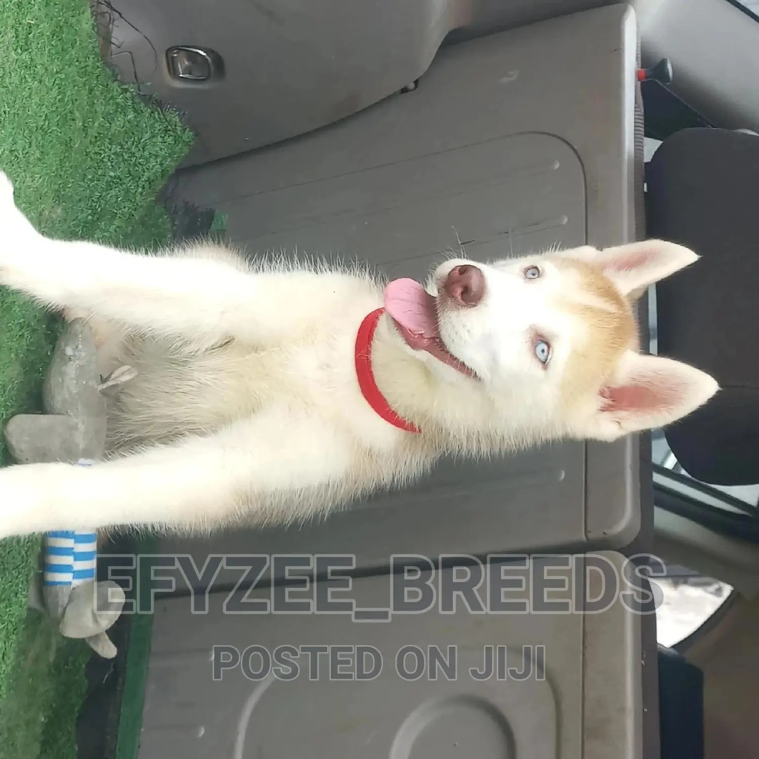 1-3 months Female Purebred Siberian Husky