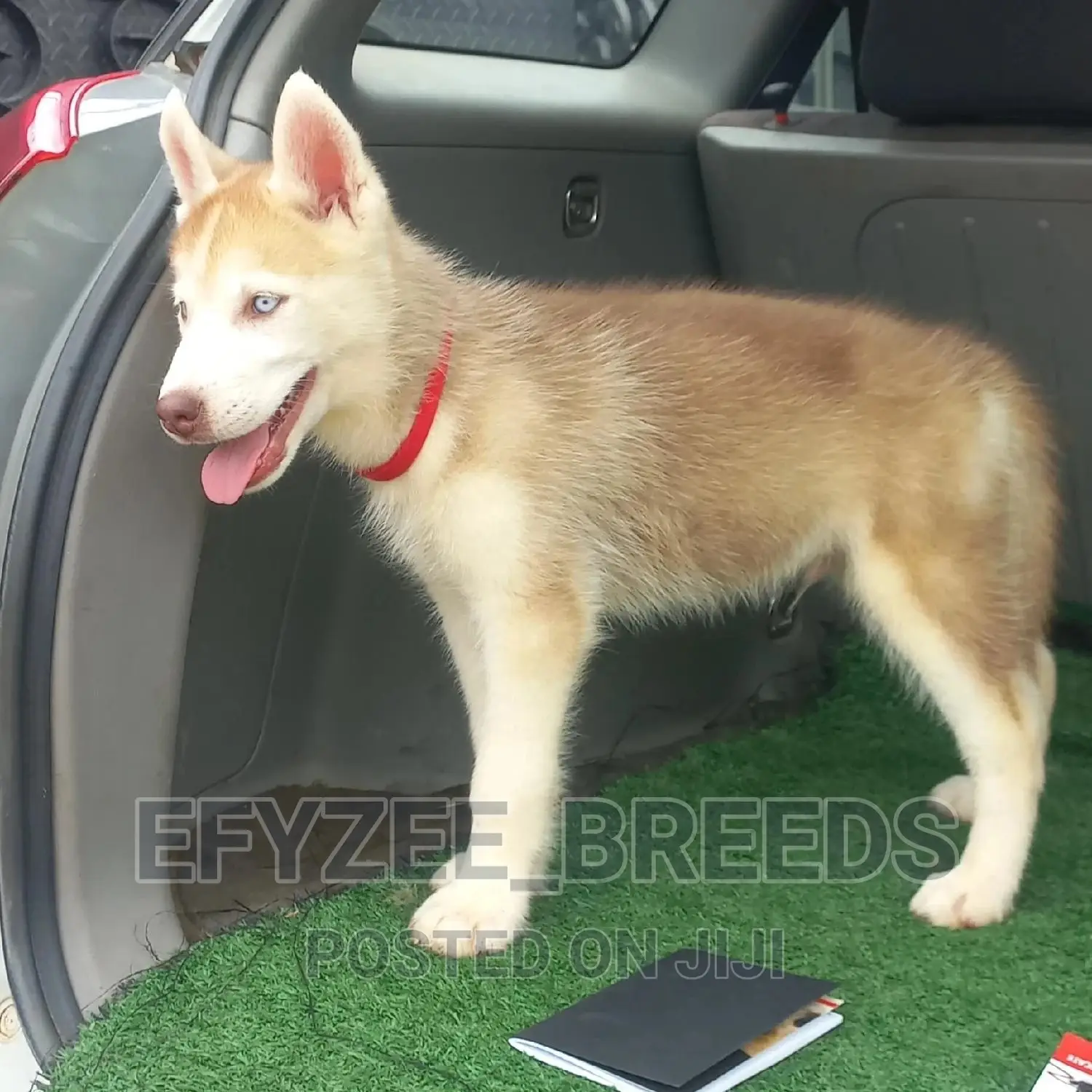 1-3 months Female Purebred Siberian Husky