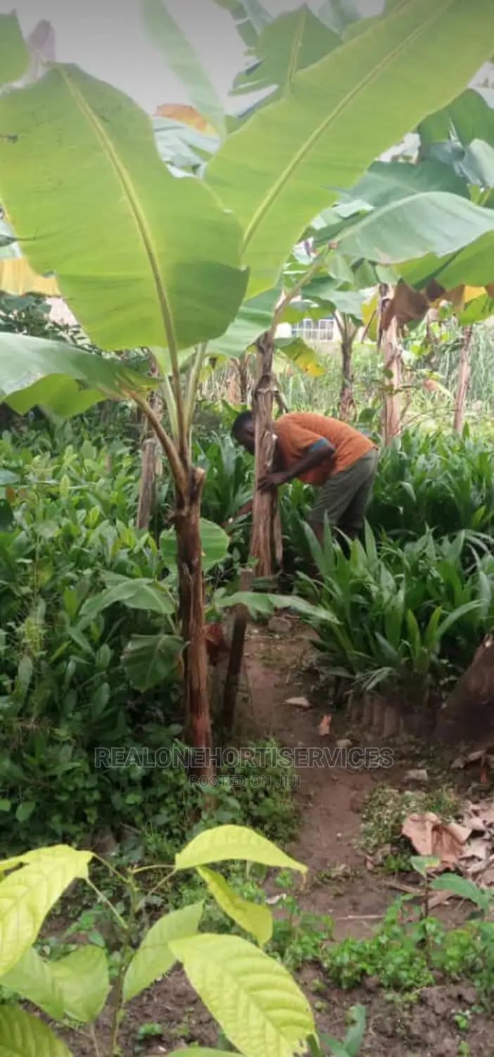 Fruits Seedlings, (Pawpaw, Coconut, Plantain , Banana