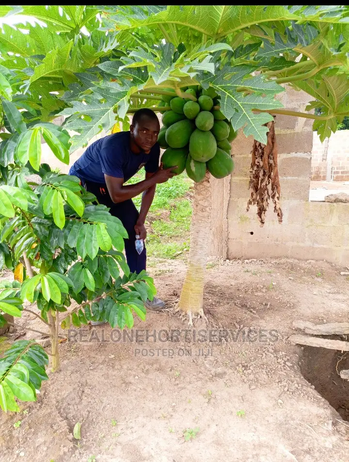 Fruits Seedlings, (Pawpaw, Coconut, Plantain , Banana