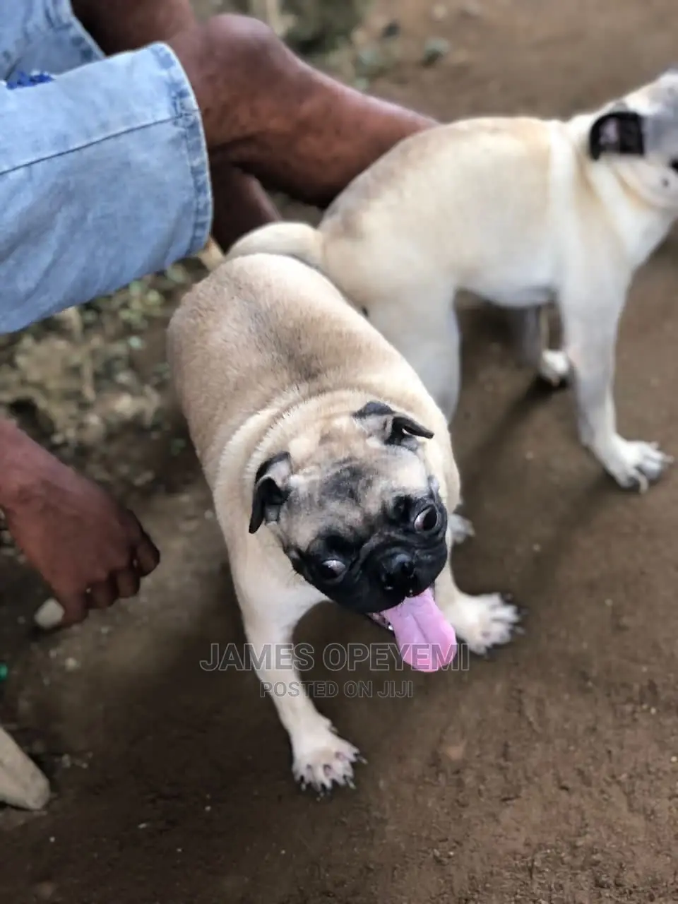 1+ year Male Purebred Pug