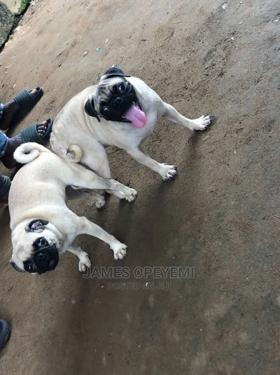1+ year Male Purebred Pug