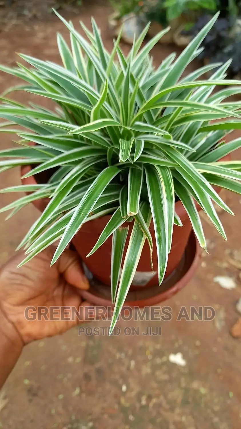 Office Plants