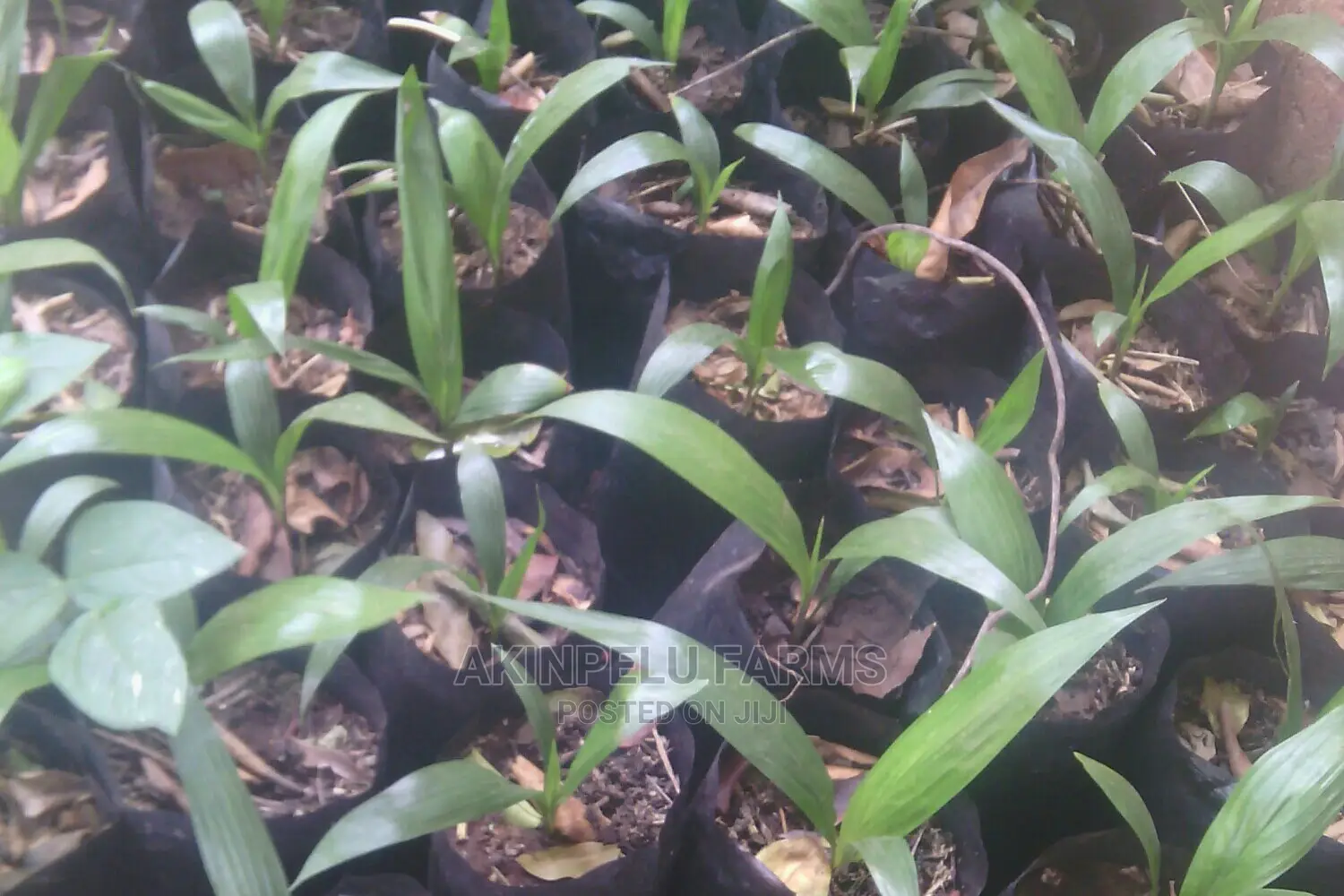 Oil Palm Seedlings for Sale