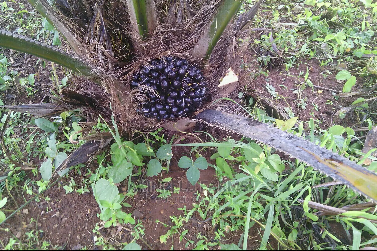 Oil Palm Seedlings for Sale