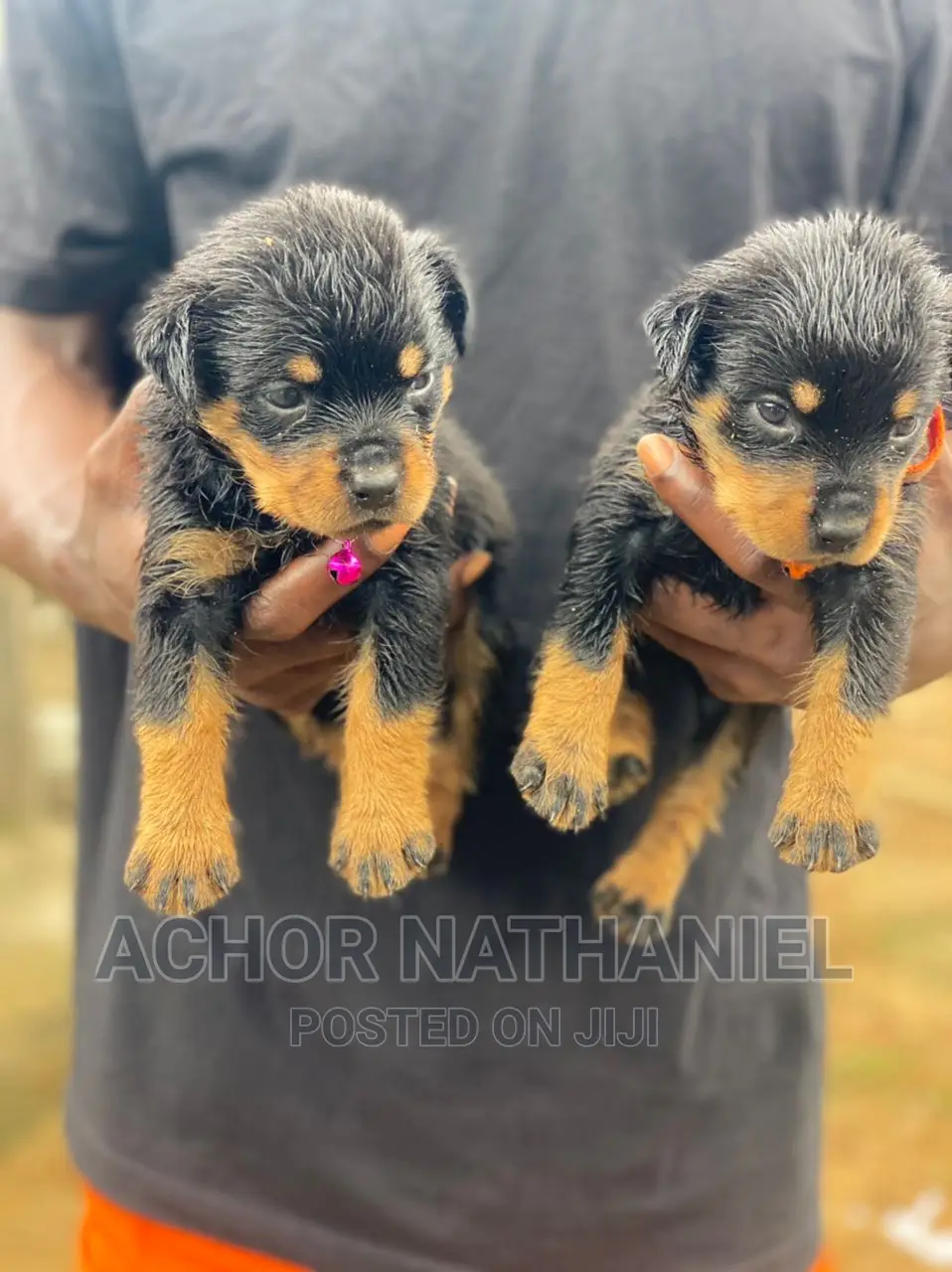 1-3 months Female Purebred Rottweiler