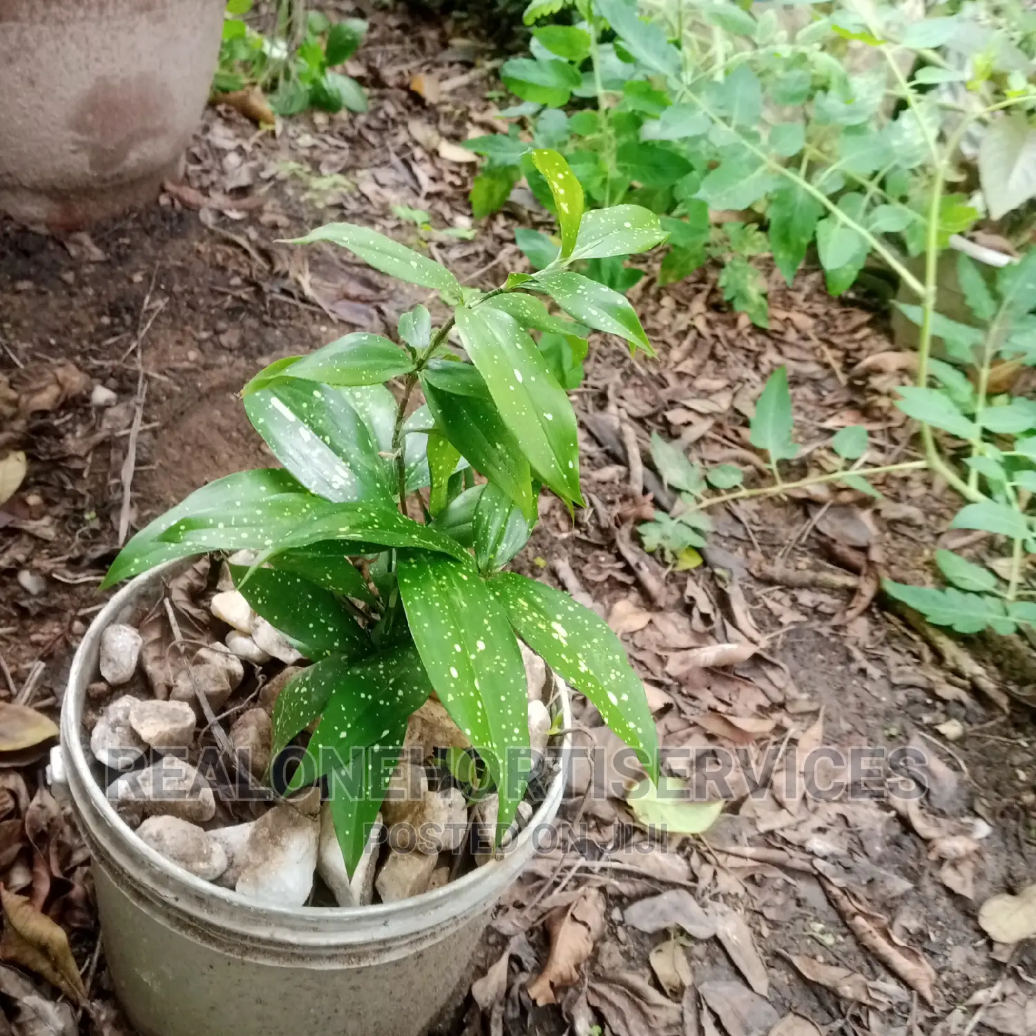 Indoor Plant for Bedroom, Offices, Sitting Room , Etc