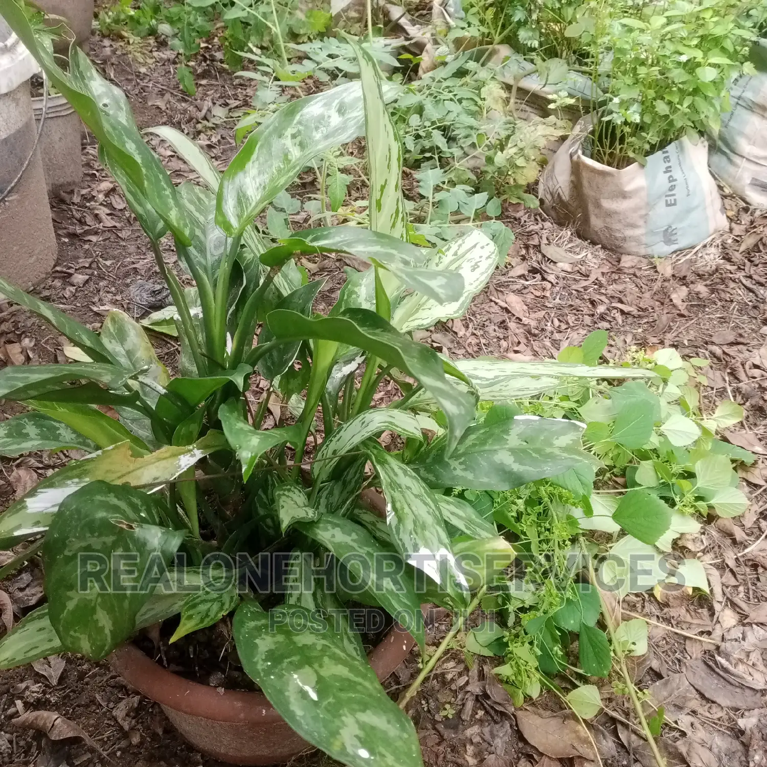 Indoor Plant for Bedroom, Offices, Sitting Room , Etc