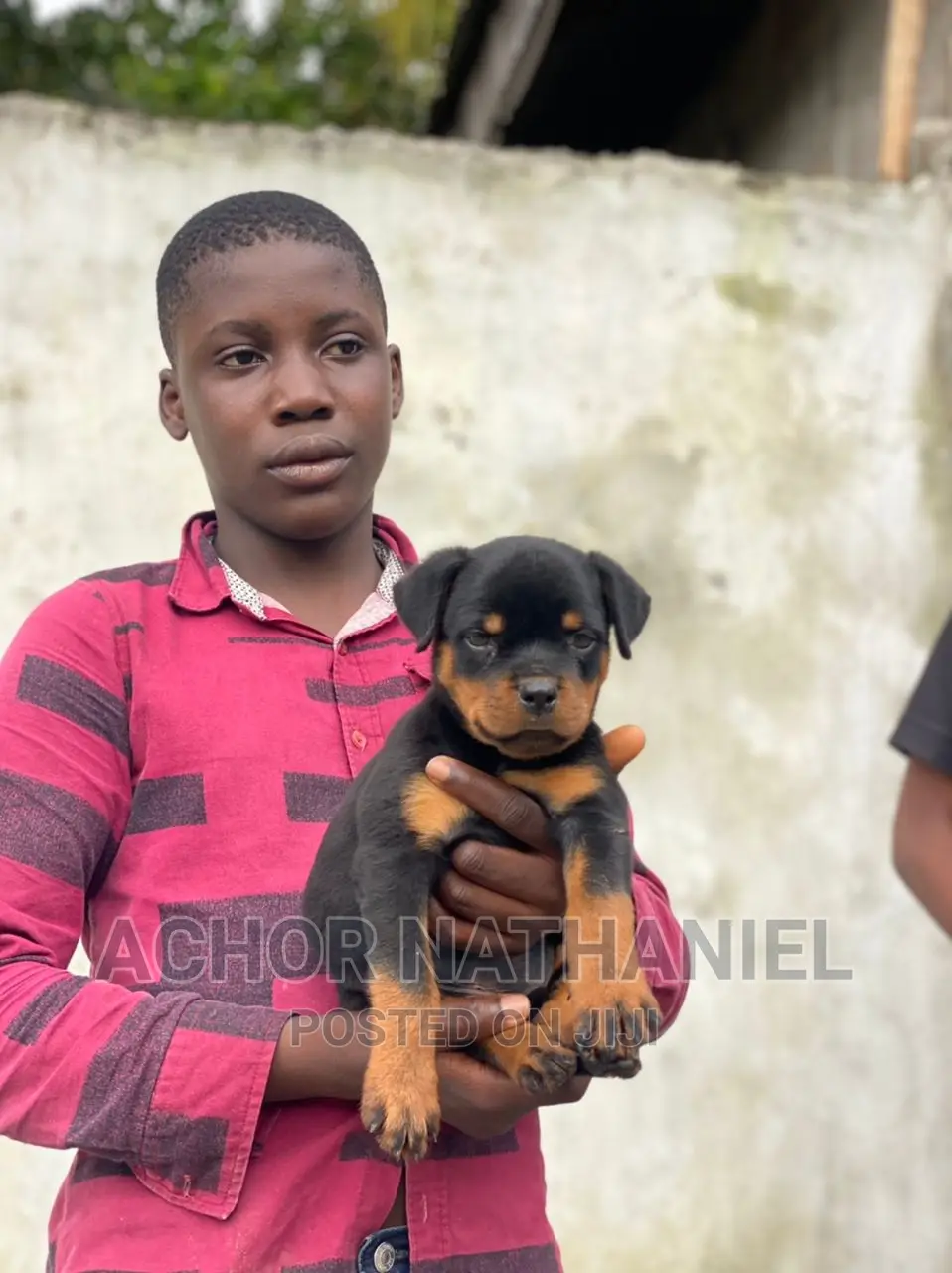 1-3 months Male Purebred Rottweiler